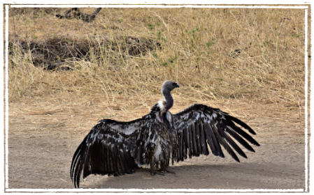 Vulture at Tarangire NP