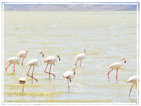 Flamingos at Ngorongoro Crater Lake
