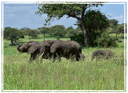 Elephants at Tarangire NP