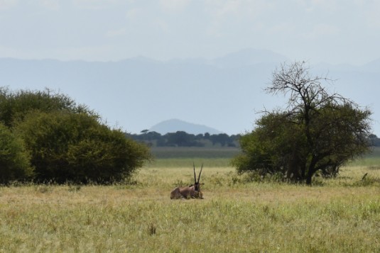 Little Serengeti in Tarangire NP