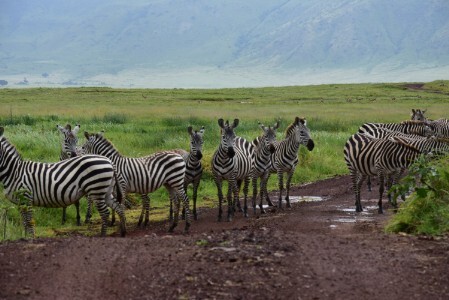 Zebras at Ngorongoro Crater