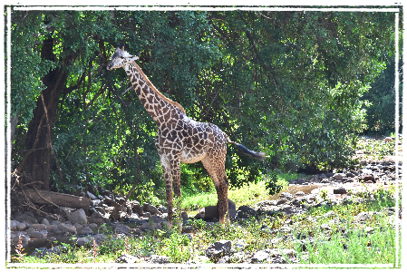 Giraffe at Lake Manyara NP