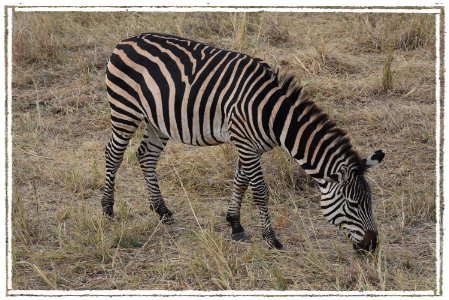 Zebra am Grasen