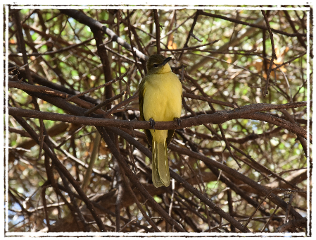 Bird at Lake Manyara NP
