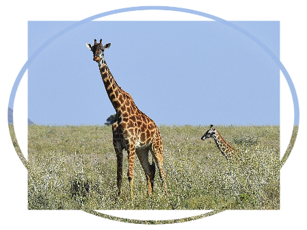 Giraffs at Tarangire NP