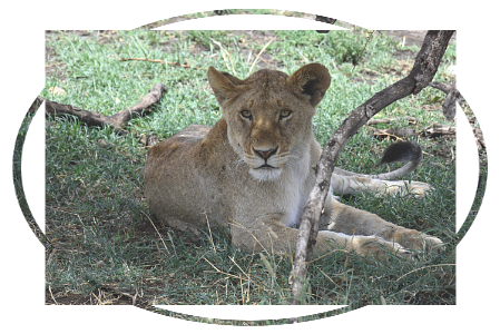 Lion at Serengeti NP