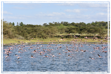 Flamingos at Arusha NP