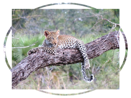 Leopards at Serengeti NP